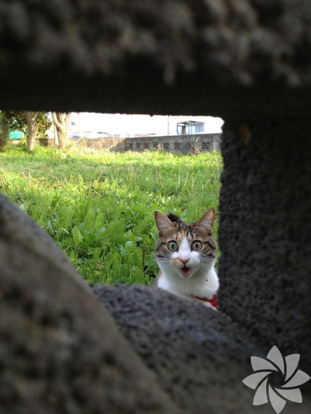 Bir kadınla bir kedi arasındaki 15 benzerlik 5